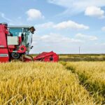 Cultivo de arroz en Estados Unidos
