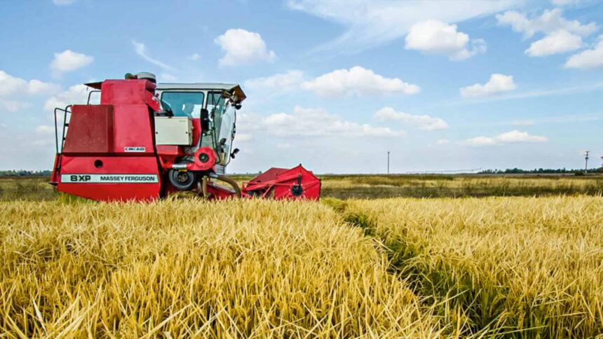 Cultivo de arroz en Estados Unidos